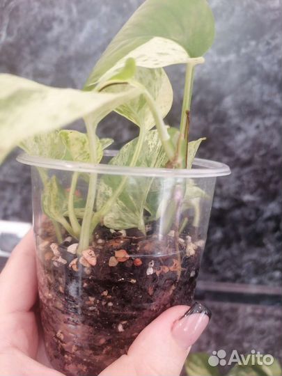 Эбипремнумы марбл квин и хеппи лиф