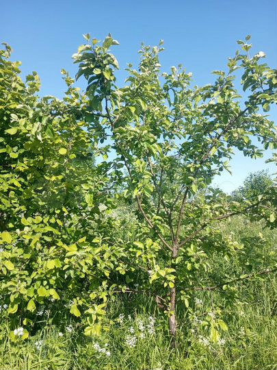 Дом 35 м² на участке 10 сот.