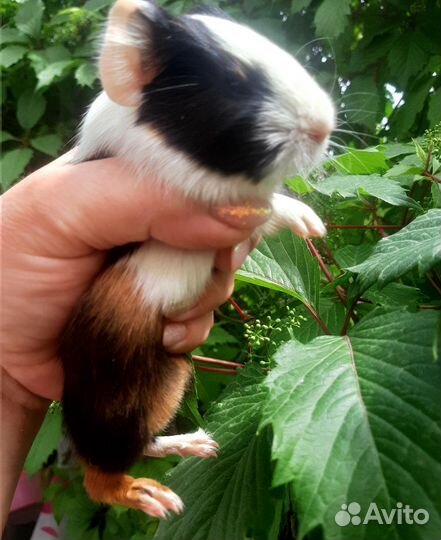 Морские свинки,малыши и подростки