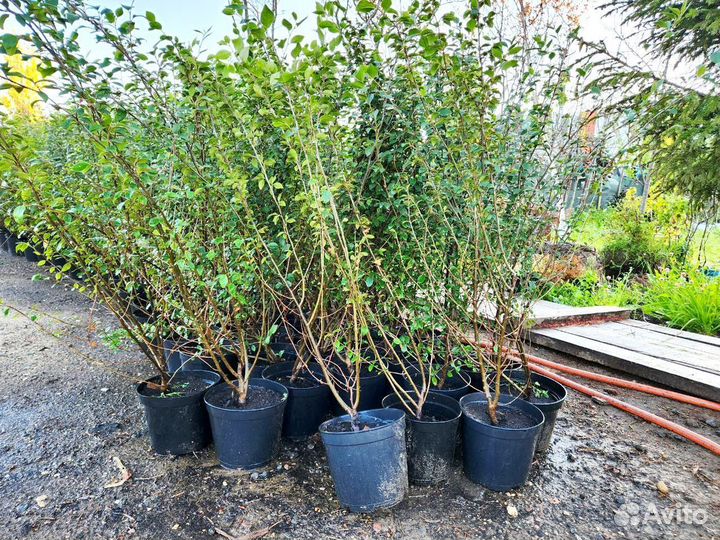 Кизильник для изгороди