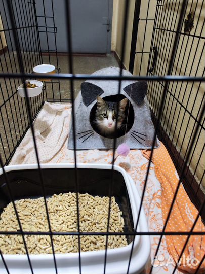 Кот нуждается в доме