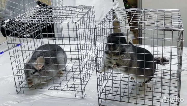 Клетка-ринговка