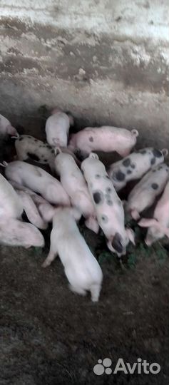 Поросята ландрас