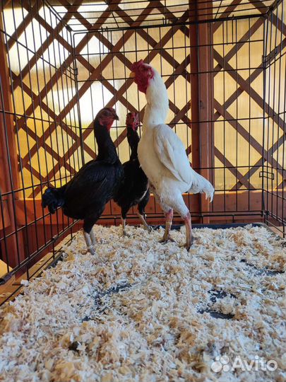 Султанки, шелковые, карл. кохи,ко шамо, модерны