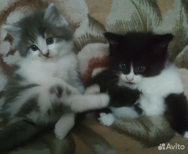 Кошка в дар бесплатно