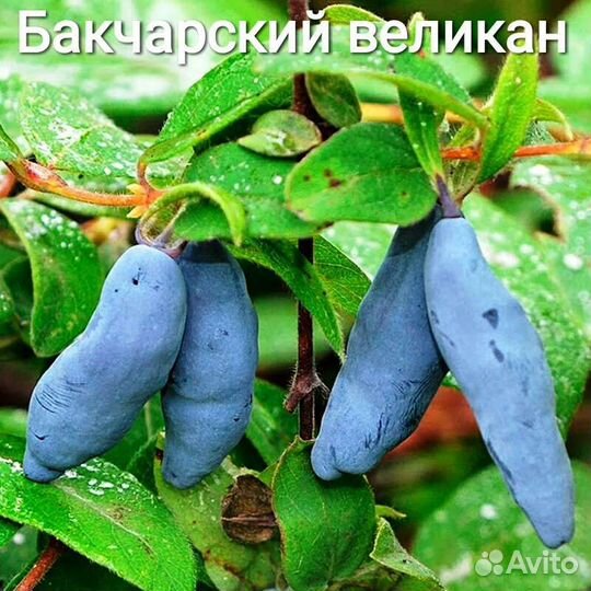 Жимолость крупноплодная