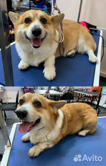 Стрижка собак