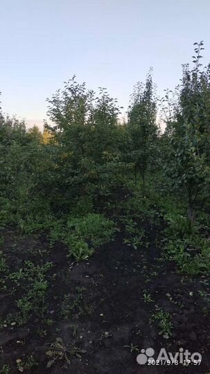 5-6 летние плодовые деревья