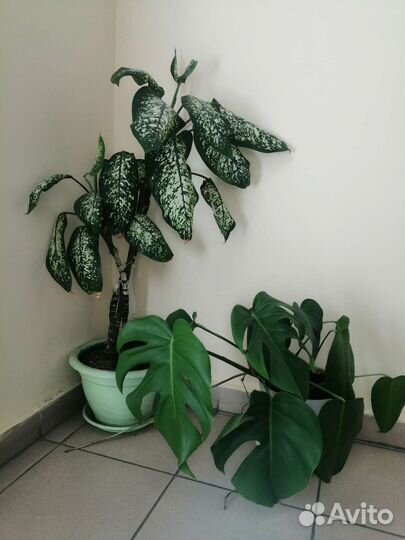 Монстера и дефинбахия
