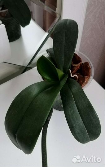 Орхидея Phal. Cockatoo