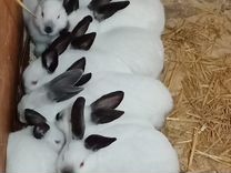 Продаю кроликов