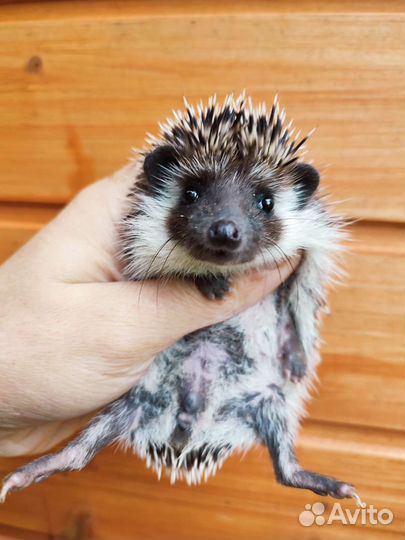 Африканский ёжик. Девочка, 2месяца