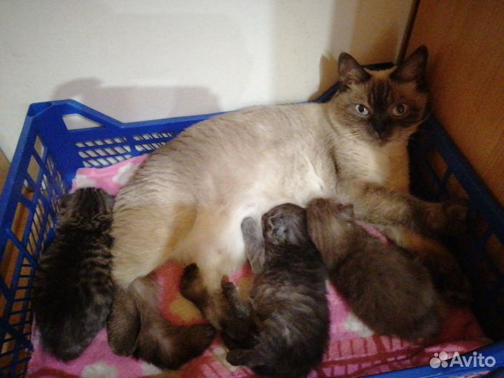 Шотландские котята