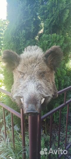 Чучело головы кабана