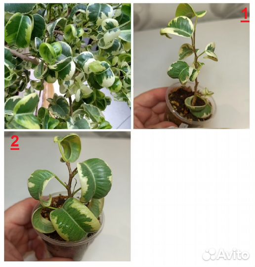 Педилантус,традесканция,фикус,пеларгония,декабрист