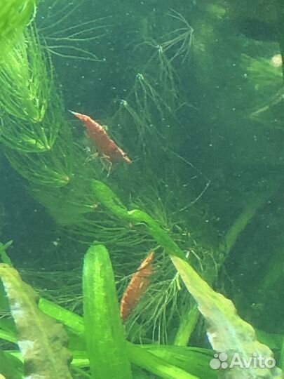 Гуппи, Меченосцы(рубин)