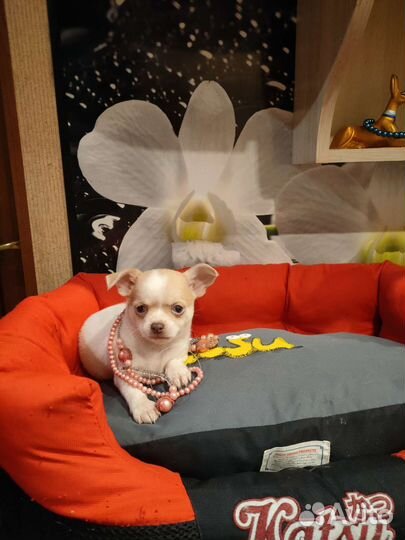 Девочка стандарт