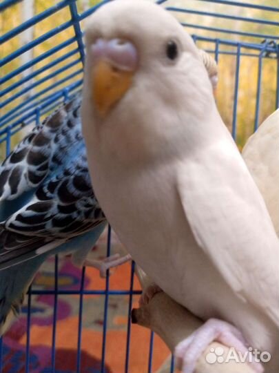 Волнистый попугай