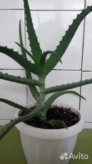 Алоэ древовидное (столетник)