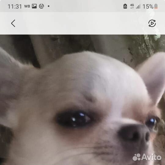 Ищем невесту. Чиахуа, 3 года, парень для вязки