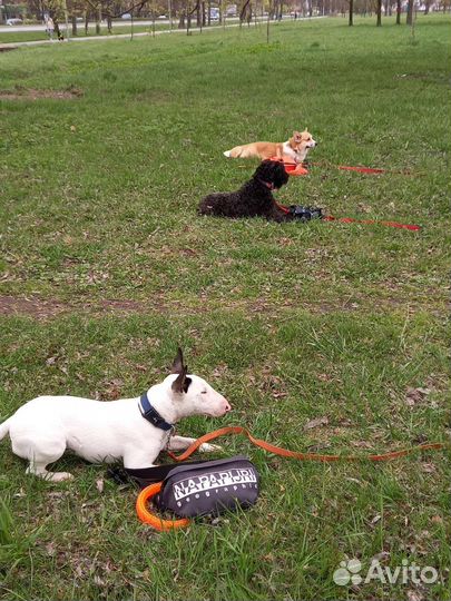 Кинолог с выездом, дрессировка собак всех пород