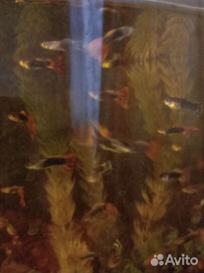 Аквариумные рыбки гуппи