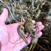 Раки озерные 10-12 см от 1 кг