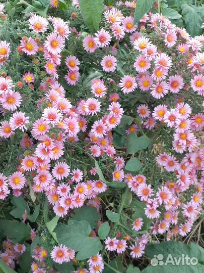 Астра альпийская