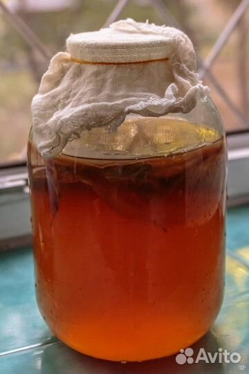 Чайный гриб. Комбуча