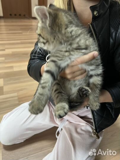 Котенок
