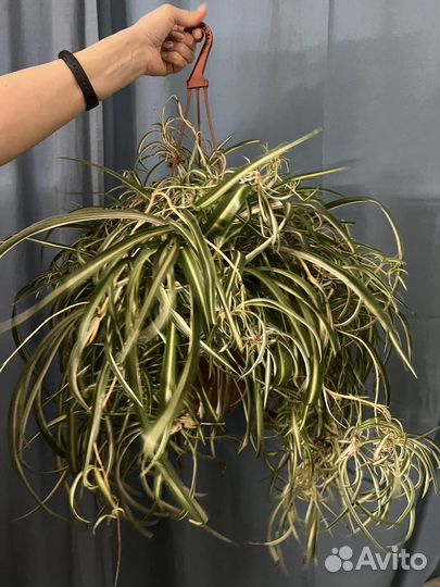 Хлорофитум кудрявый бонни