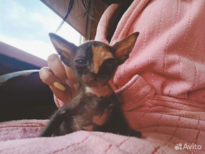 Канадский сфинкс котенок девочка