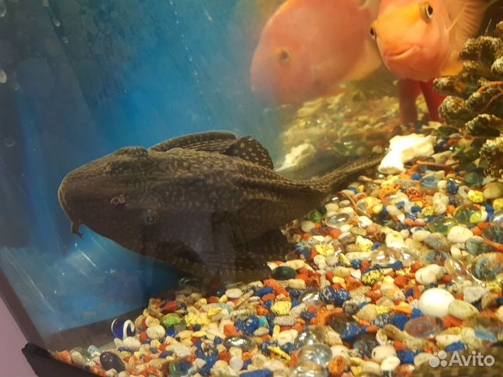 Аквариумные рыбки сомики