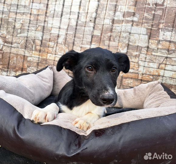 Щенок в добрые руки