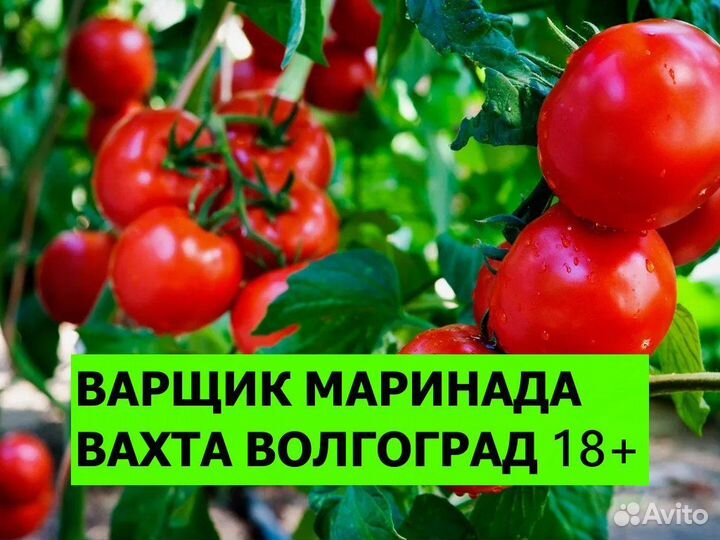 Варщик маринада для томатов / Вахта 18+