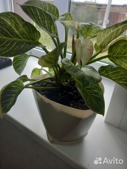 Филодендрон