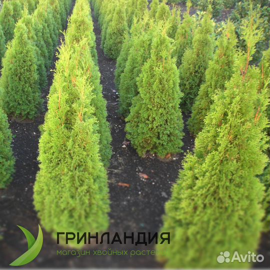 Туя брабант 190 см