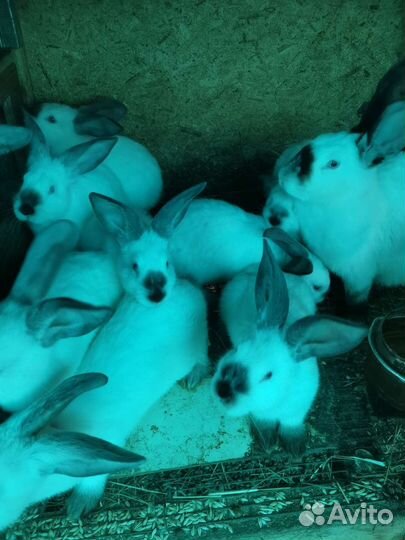 Калифорнийские кролики