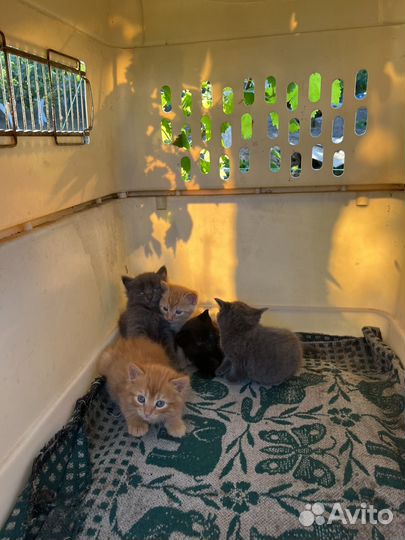 Котята прекрасные, умные и красивые