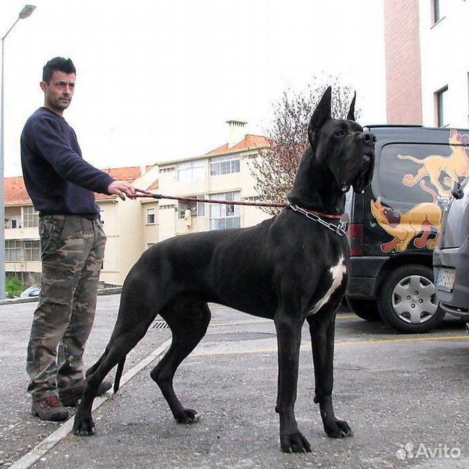 Картинки НЕМЕЦКИЙ ПИНЧЕР ФОРМА ГОЛОВЫ