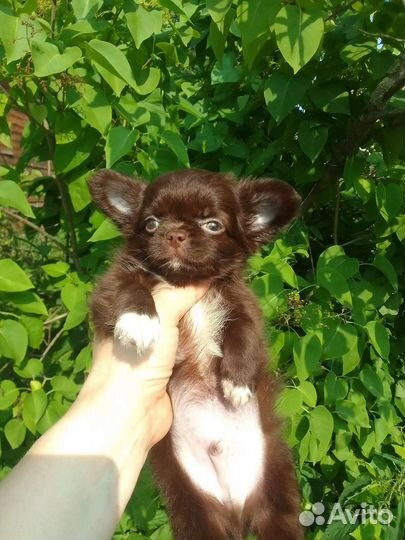 Щенки чихуахуа бейби фейс Коби тип шоколадные