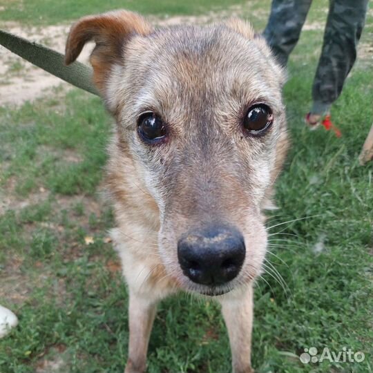 Старушка Куколка из приюта хочет жить