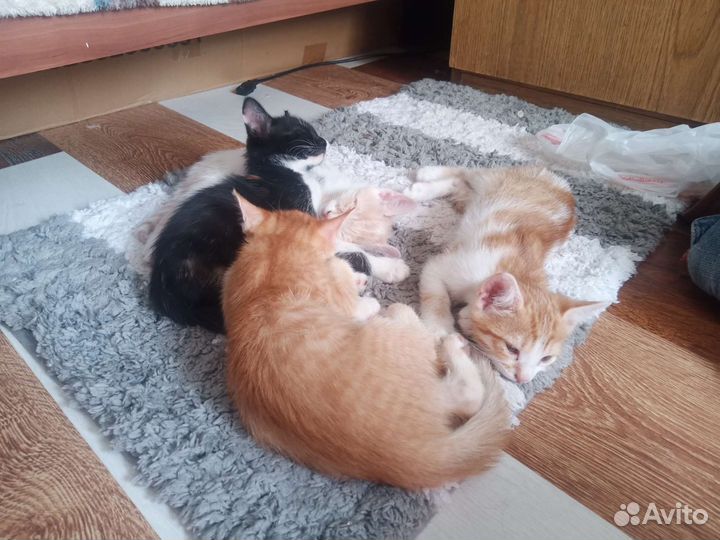 Котята в добрые руки