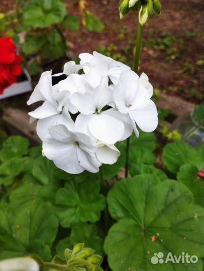 Пеларгония герань розебудная