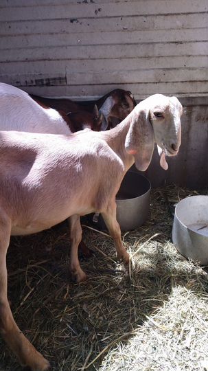 Козы камори