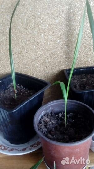 Пальма Вашингтония,Хамеропс