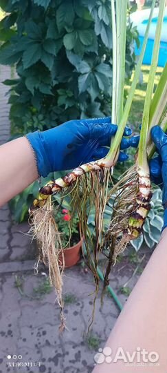 Аир вариегатный и другие водные растения