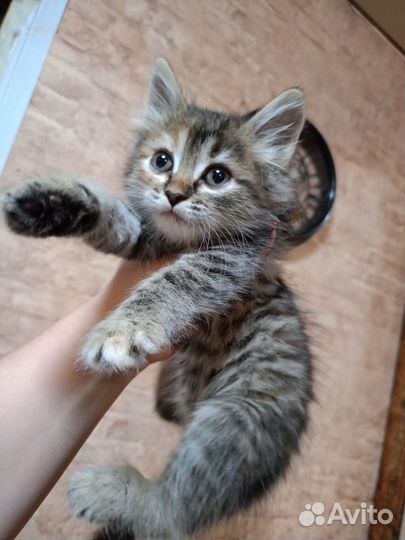 Кошка в дар