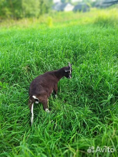 Козлы тоггенбургские