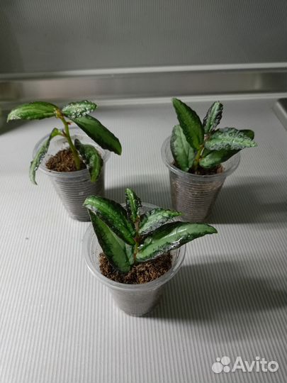 Комнатные растения